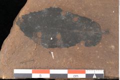 Foto (Detailsansicht) von Quercus mediterranea, Unger (NHMW-GEO-2024-0188-0934)